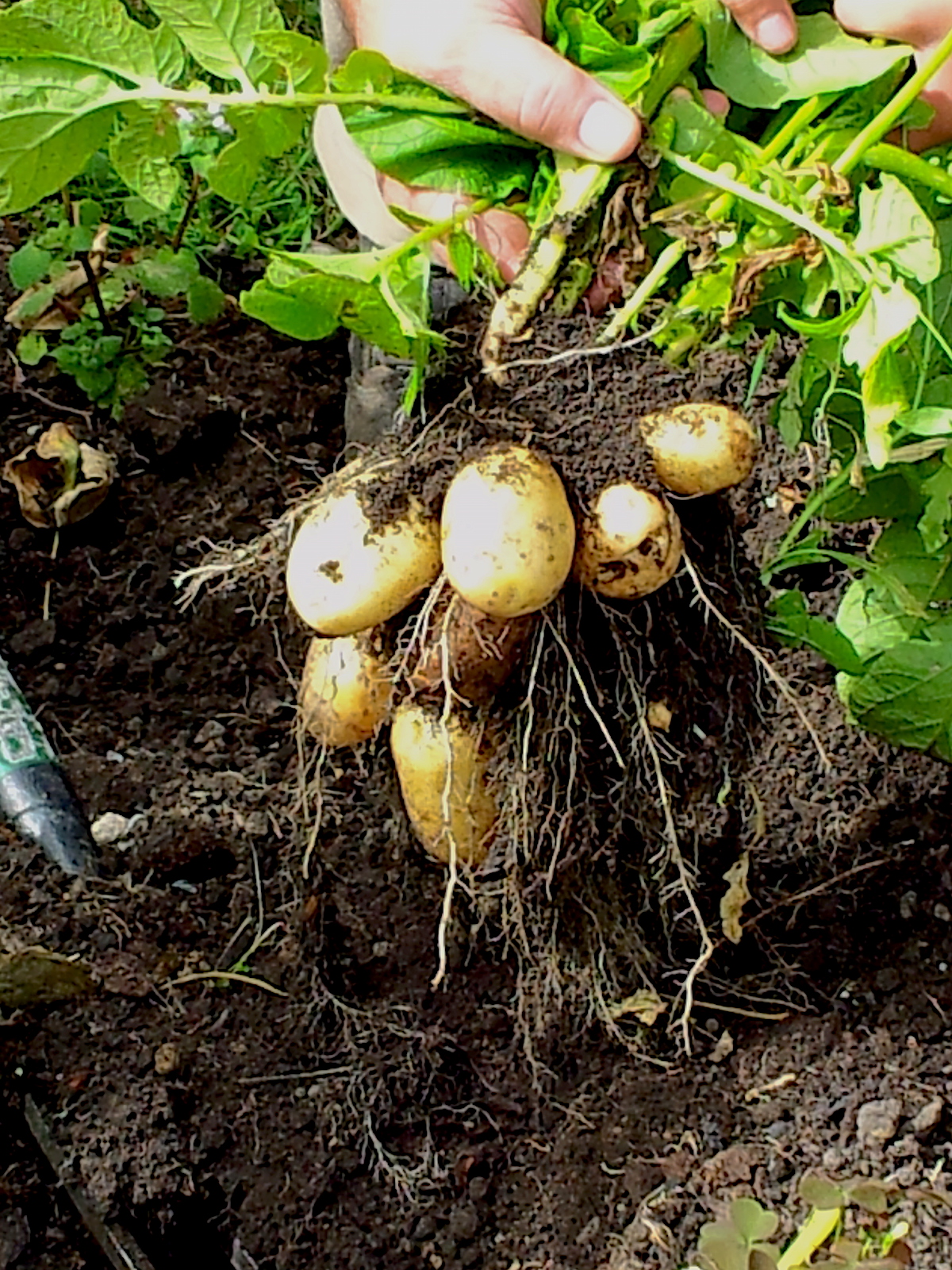 Home Grown Potatoes Riverside House Bed & Breakfast